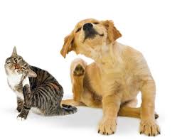 Como eliminar pulgas em cães e gatos