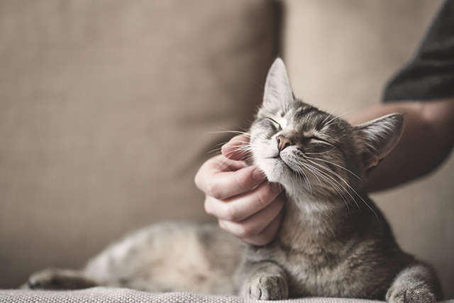 Por que gatos ronronam?