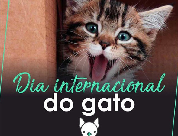 Dia Internacional do Gato – 8 de agosto