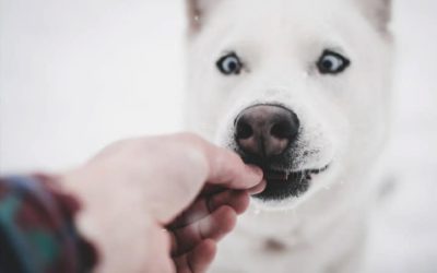 Como fazer petisco de cachorro?