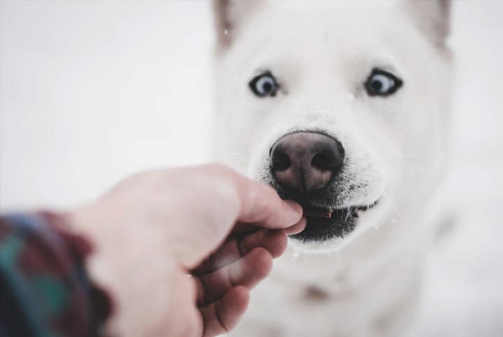 Como fazer petisco de cachorro?