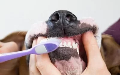 Assim como nós, pets também precisam escovar os dentes