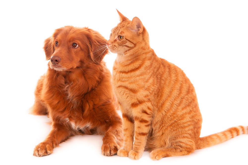 Melhore a convivência entre cães e gatos