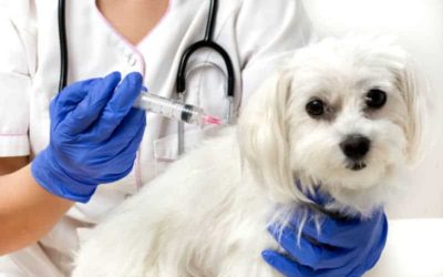 Quantas vacinas o cachorro tem que tomar por ano?